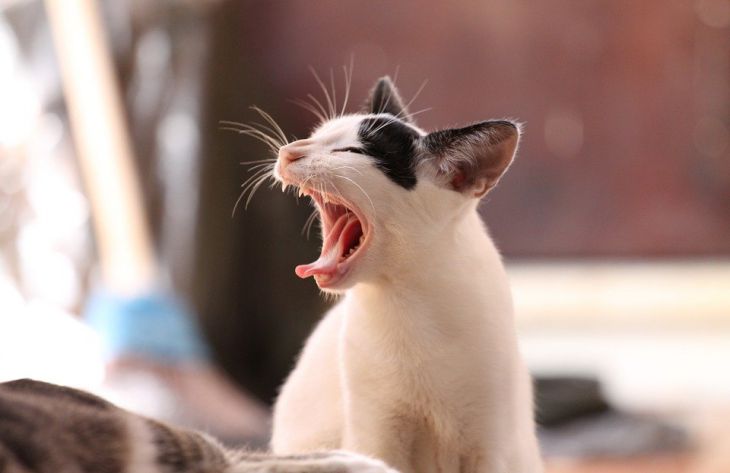 Почему кошка рычит и шипит на хозяев: ученые дали простое объяснение
