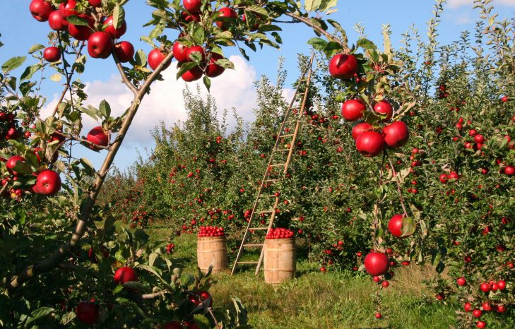 Как ухаживать за яблоней, чтобы получать богатый урожай яблок