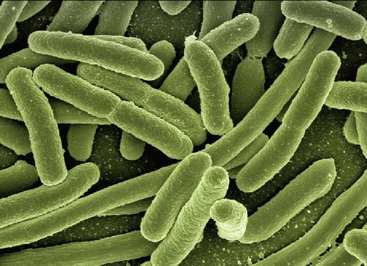 Ученые смогли «воскресить» древних морских микробов