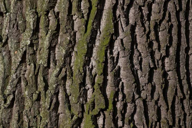 Что делать, если трескается кора на плодовых деревьях