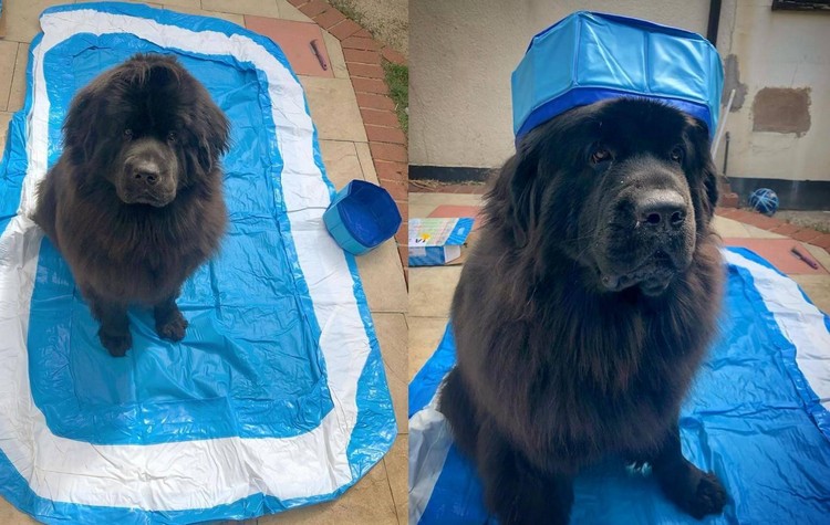 Хозяева заказали бассейн для огромного пса, но допустили ошибку - фото