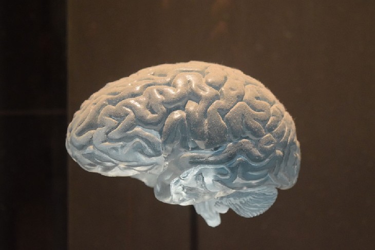 Израильские учёные опровергли представления о мозге