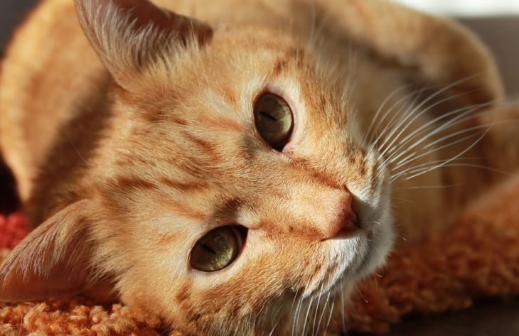 5 удивительных фактов о кошках, о которых мало кто знает