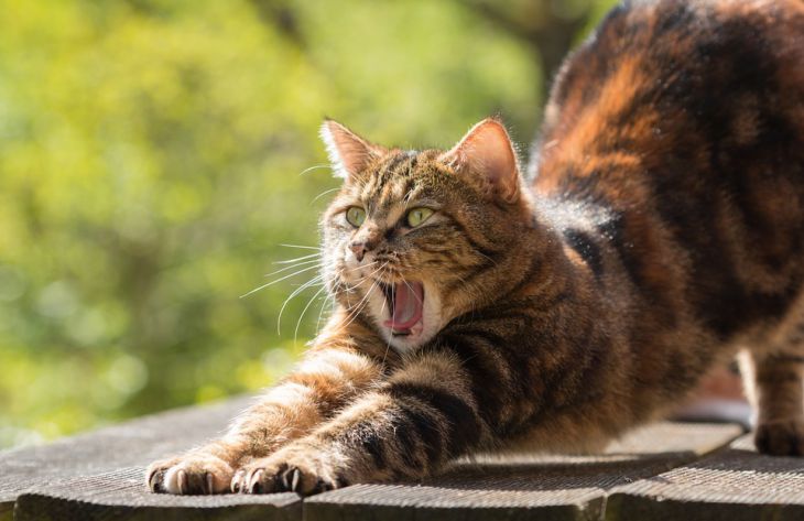 5 причин, по которым мяукают кошки: новости, животные, кошки, поведение,  наука, домашние животные