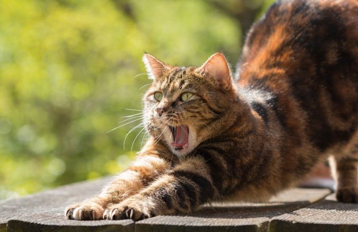 Почему кошка стала охотиться на хозяина: 4 возможные причины