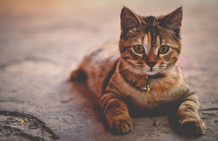 Ученые объяснили, почему кошки на самом деле любят пакеты