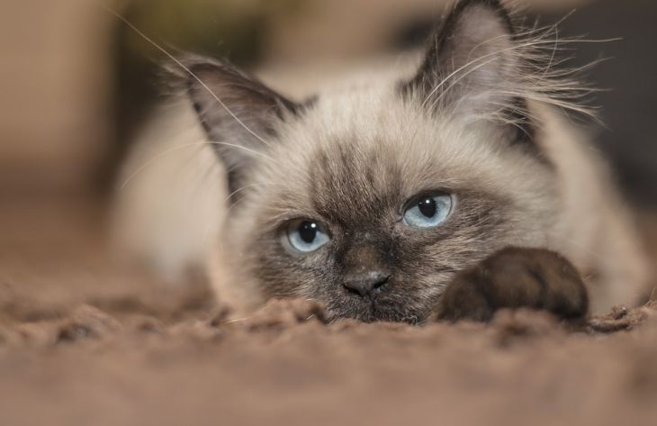 Ученые подсказали, как правильно подсчитывать человеческий возраст кошки
