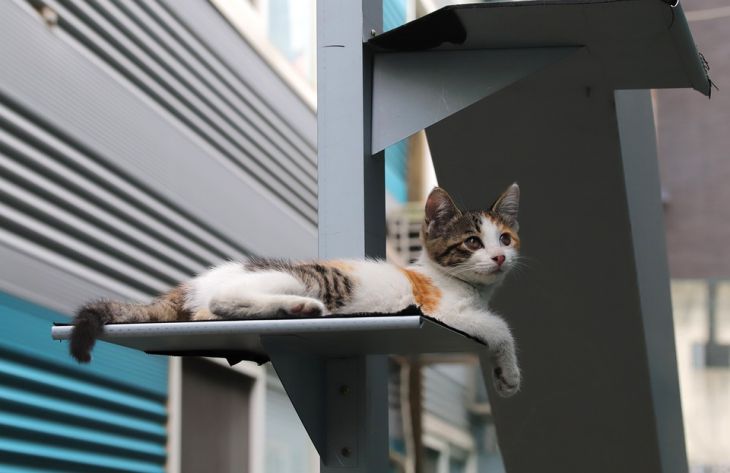 Скучает ли кошка одна дома, пока хозяин на работе? Ученые дали неожиданный ответ