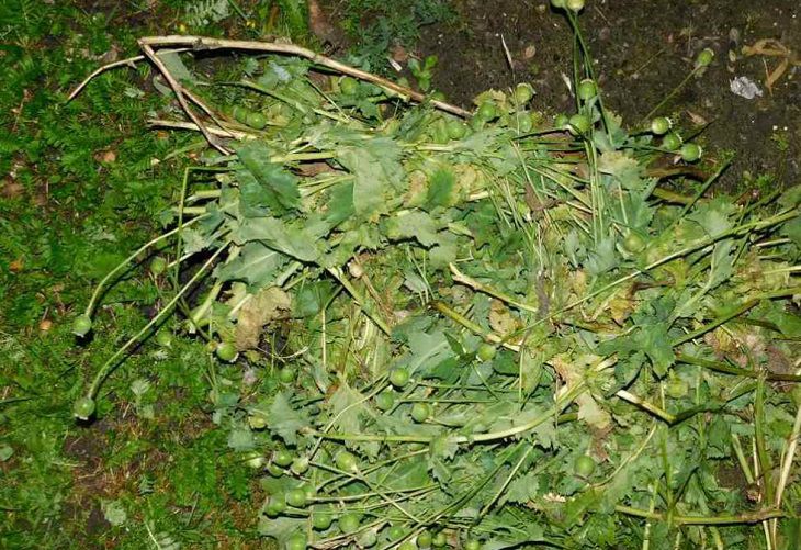 Под Кобрином наркоман нагло украл у женщины 4,5 кг мака