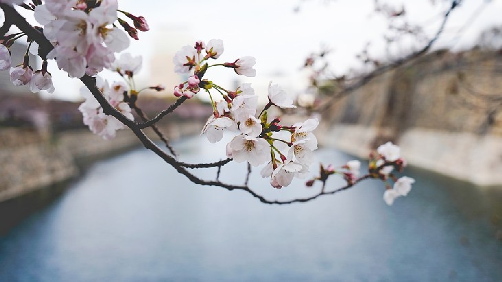 Японские ученые научились делать алкогольные напитки из дерева