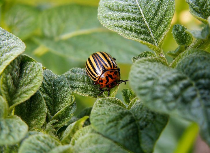 8 способов, как избавиться от колорадского жука на участке