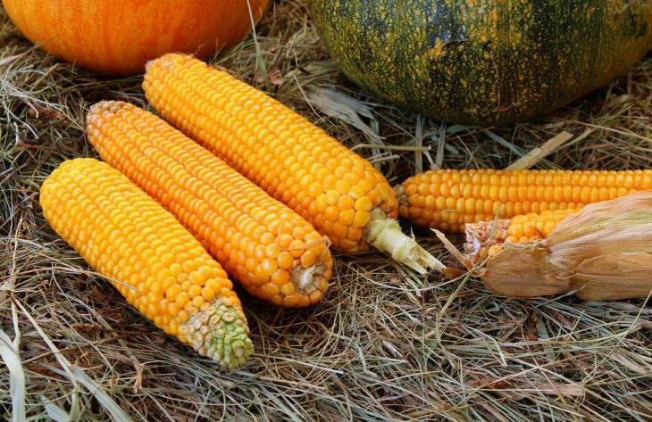 Как правильно варить кукурузу, чтобы она была мягкой и сочной: 5 секретов