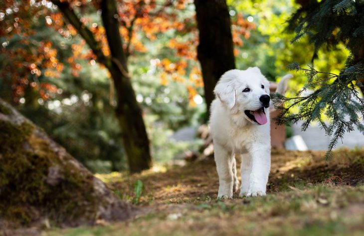 5 необдуманных действий, за которые вас может покусать чужая собака
