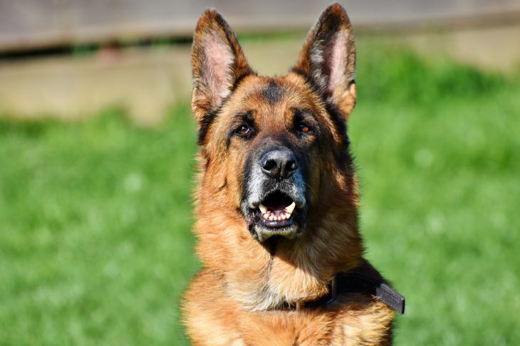 В Австрии бессимптомных носителей коронавируса будут выявлять собаки