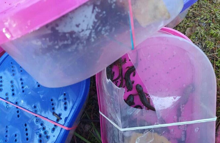 Белорус прорывался через границу с тритонами и лягушками