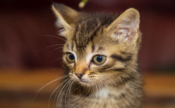 Парень «законсервировал» котенка в банке ради фото в Instagram: грозит до 3 лет тюрьмы