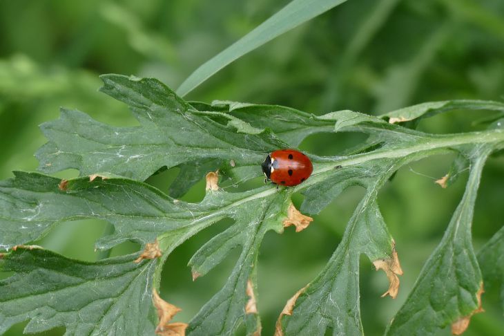 Борьба с тлей: простые народные методы и лучшие препараты