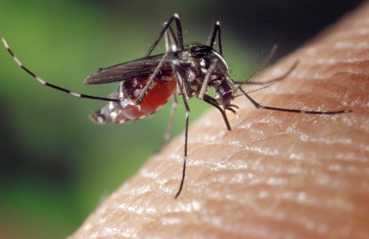 Ученые вычислили, какие категории людей являются для комаров наиболее привлекательными