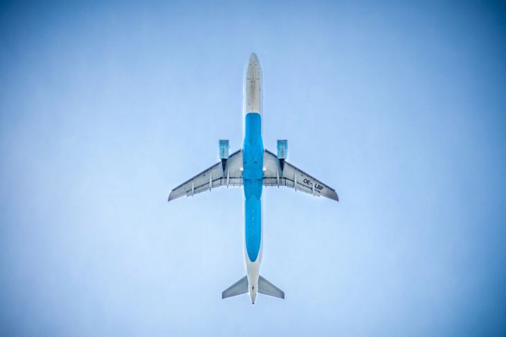 Белавиа временно не принимает к перевозке домашних питомцев