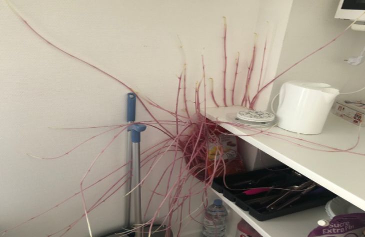 Девушка на 3 месяца уехала из дома. Когда она вернулась, то на кухне ее ждала картошка-мутант