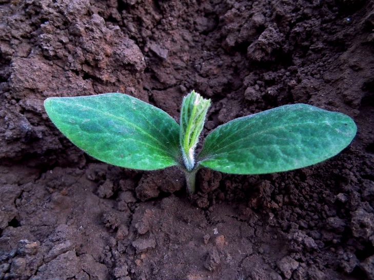 5 эффективных способов, как спасти сад от вредителей