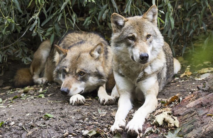 Выбирают 1 партнера на всю жизнь и не поддаются дрессировке: 5 фактов о волках, о которых вы не знали