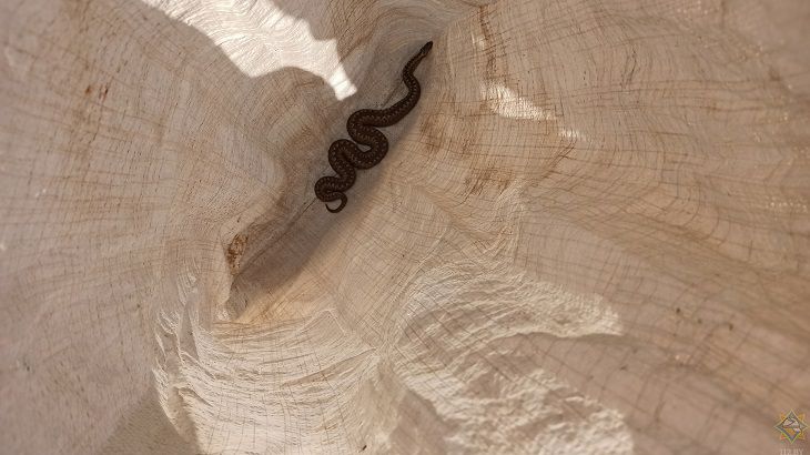 Под Барановичами женщина наткнулась на гадюку: вызывали МЧС