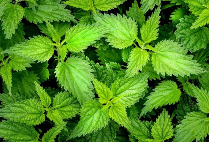 Ученые назвали напиток, который удаляет избытки сахара из организма