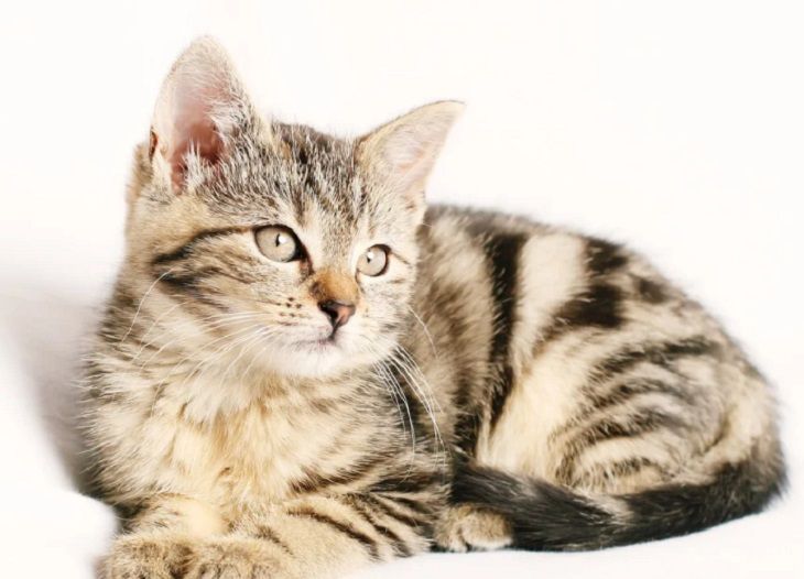 Лекарства для кошек оказались эффективными против коронавируса