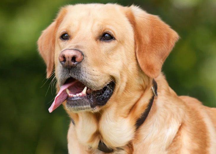 Найти по запаху. Собак научили определять коронавирус с точностью до 94%