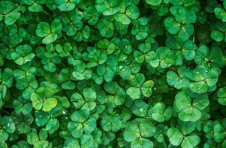 Названы десять самых ядовитых растений на Земле