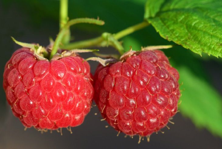 Ученые назвали продукт, который позволит сохранить молодость