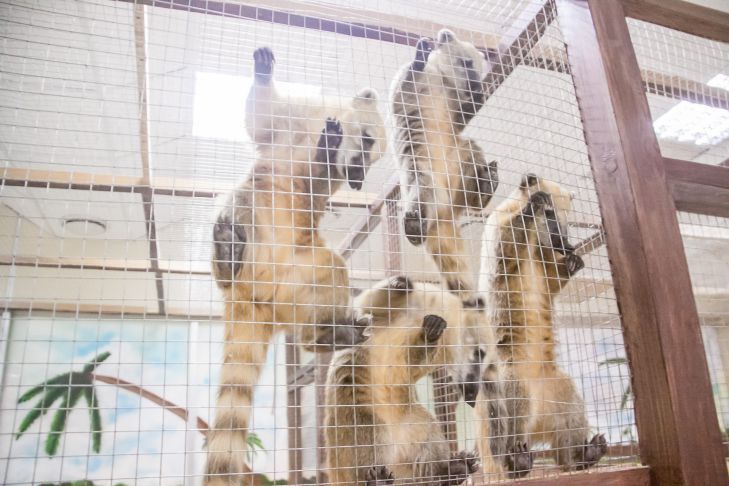 В день выборов зоопарк в Минске проведет дискотеку В день выборов зоопарк в Минске проведет дискотеку