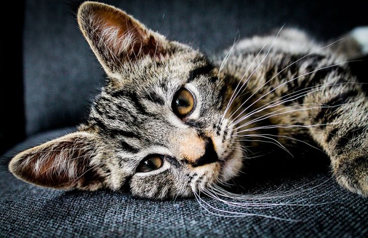 5 причин, по которым кошка может мяукать среди ночи
