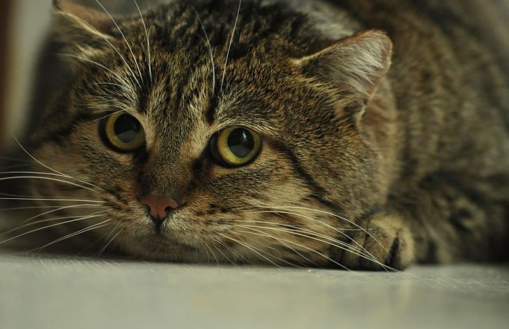 Ученые объяснили, почему кошки боятся огурцов
