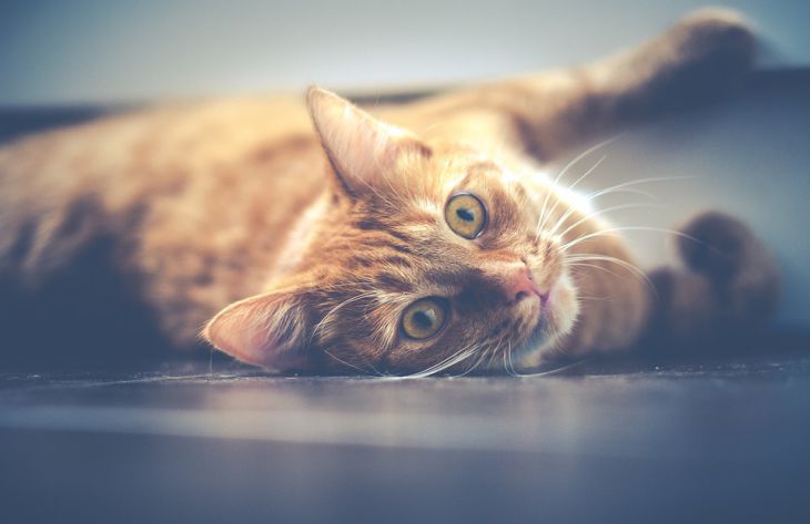 Почему кошка перестала реагировать на свое имя: 5 возможных причин 