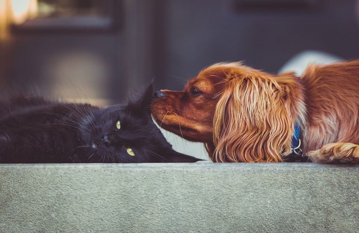 Эксперты объяснили, почему кошки не любят собак