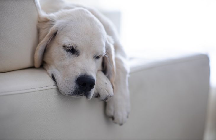 Почему собака устраивает дома бардак: эксперты назвали 3 причины