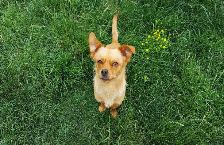 5 ошибок, после которых собака перестает воспринимать вас всерьез 5 ошибок, после которых собака перестает воспринимать вас всерьез