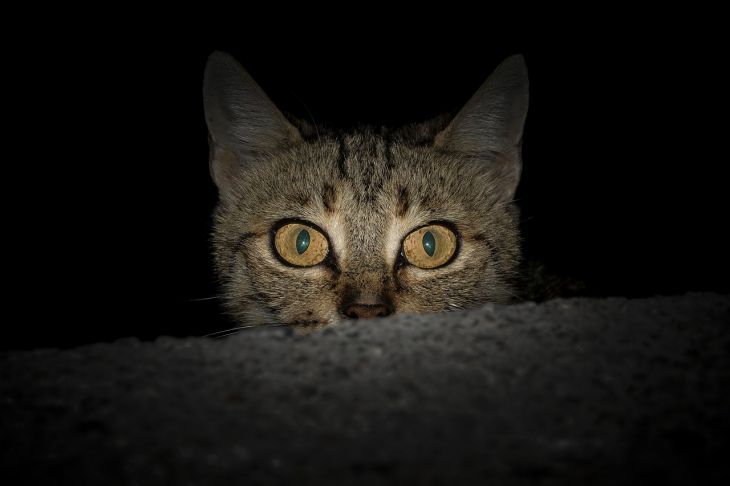 Ученые объяснили ночную активность кошек