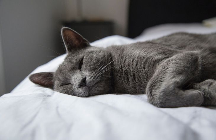 Эксперты объяснили, почему кошки любят спать возле ног хозяина