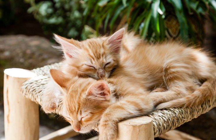 5 научных фактов о кошках, после которых вы иначе посмотрите на своего питомца