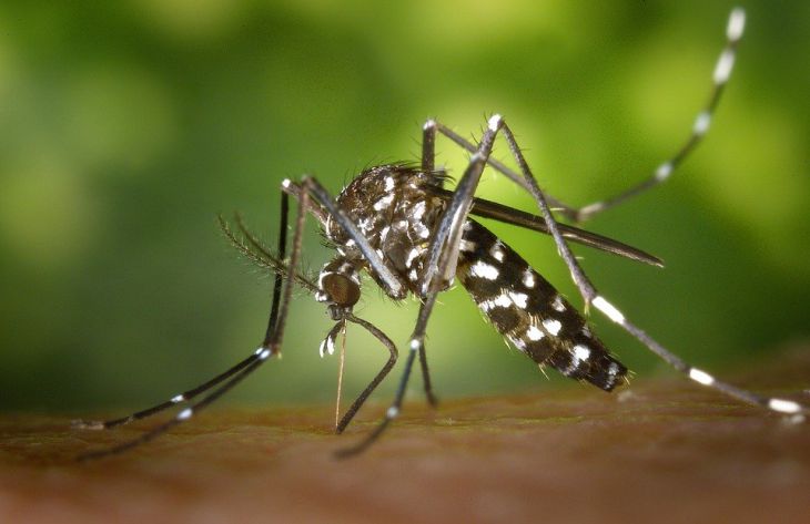 5 народных способов защититься от комаров