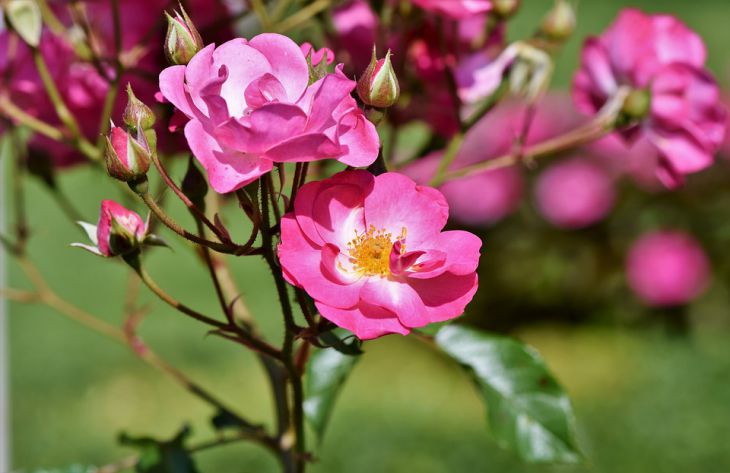 Как приготовить полезное варенье из лепестков роз: простой рецепт Как приготовить полезное варенье из лепестков роз: простой рецепт