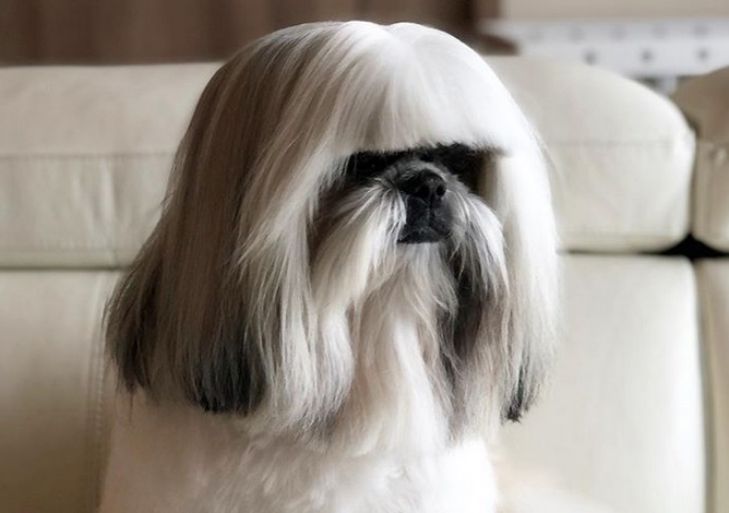 Похожая на Леди Гагу собака покорила интернет-пользователей