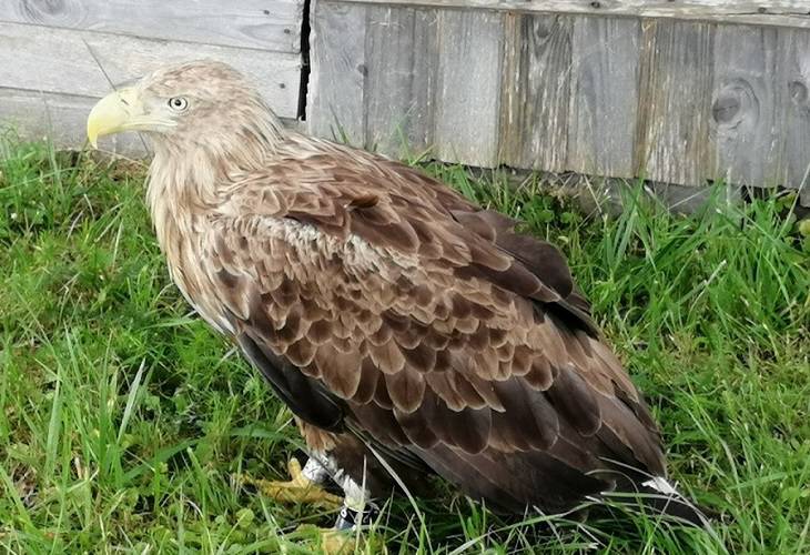 Краснокнижного орлана-белохвоста спасли в Ивацевичском районе