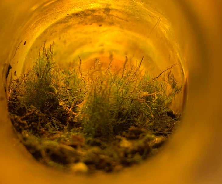 Природная красота: Парень нашел необычную пивную бутылку, в которой вы захотите жить Природная красота: Парень нашел необычную пивную бутылку, в которой вы захотите жить