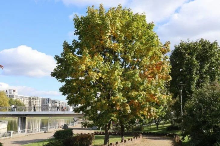 Без осадков и до +28 °С: прогноз погоды в Беларуси на 15 сентября