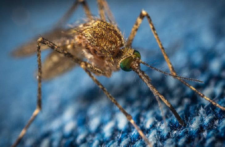 Ученые объяснили важную функцию комаров в природе