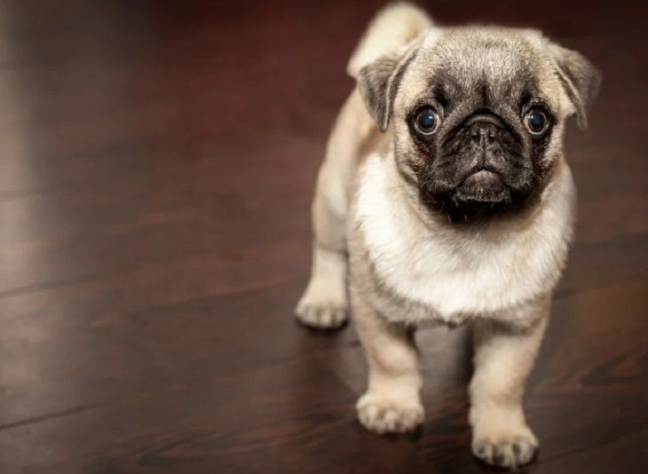 Эксперты рассказали, как выявить у домашнего питомца опасную болезнь